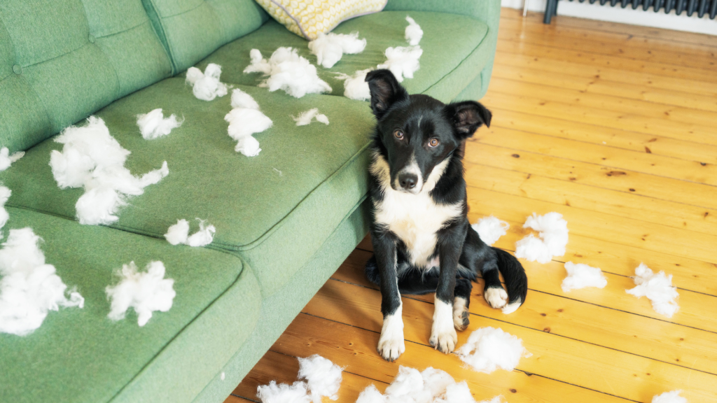 View of Treating Pet Anxiety in Your Dogs and Cats - Village at Main Veterinary ...