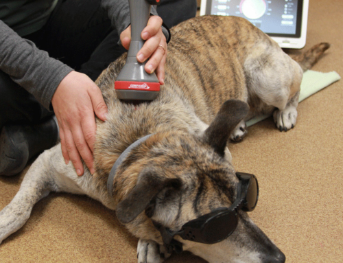 Cold Wave Laser Therapy for Pets